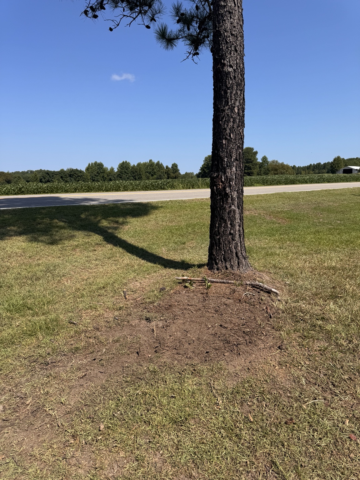 After stump grinding by Southern Root Solutions