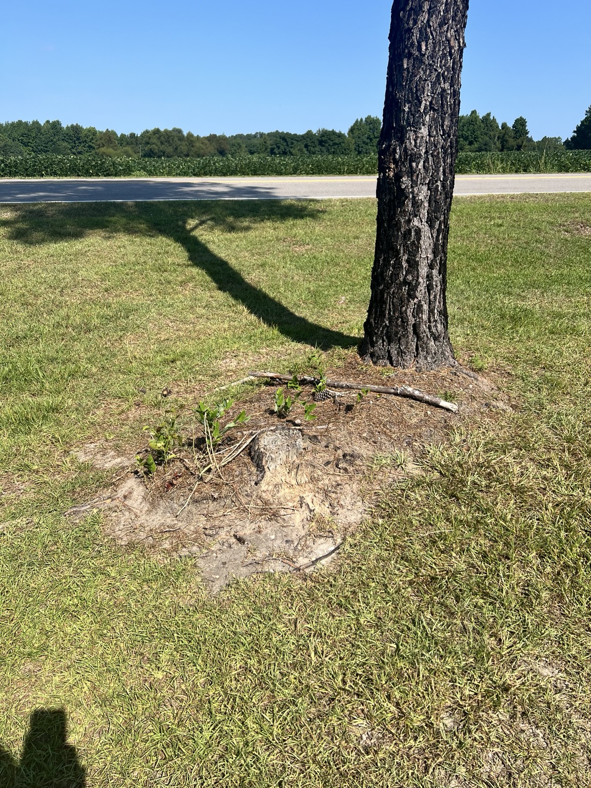 Before stump grinding by Southern Root Solutions